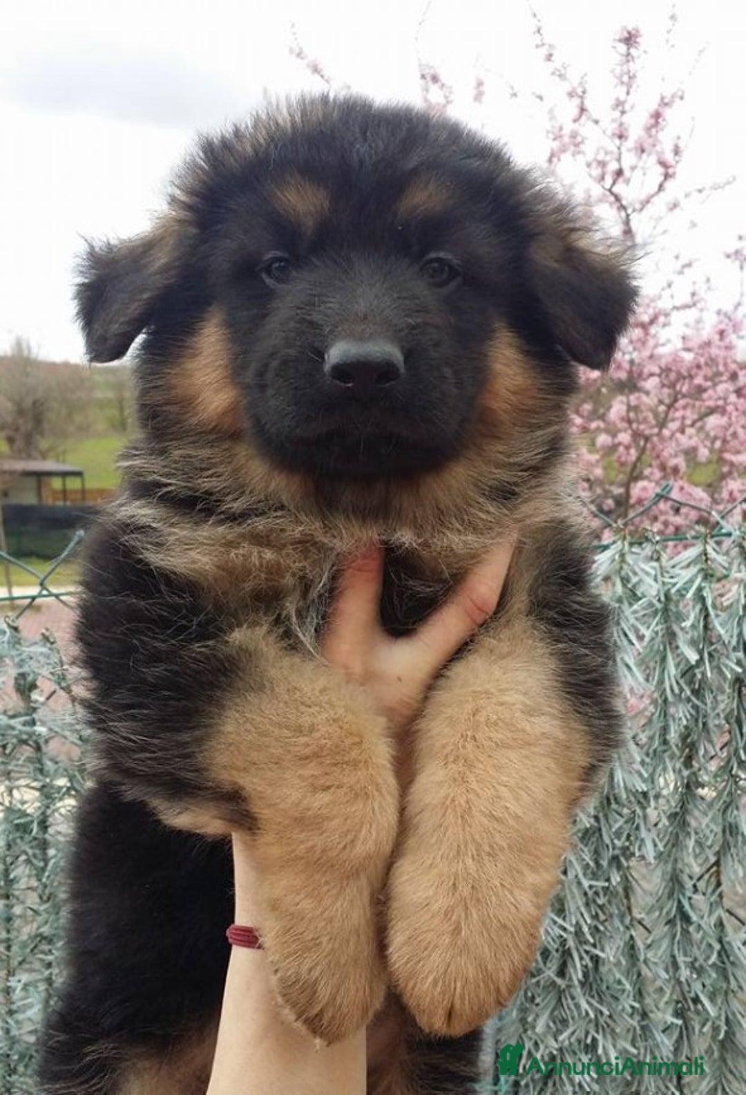 Pastore Tedesco cani in vendita: cuccioli di pastore tedesco a Provincia di Ancona - Immagine 6