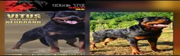 Rottweiler cani in vendita: Disponibili cuccioli Rottweiler  - Annuncio 22