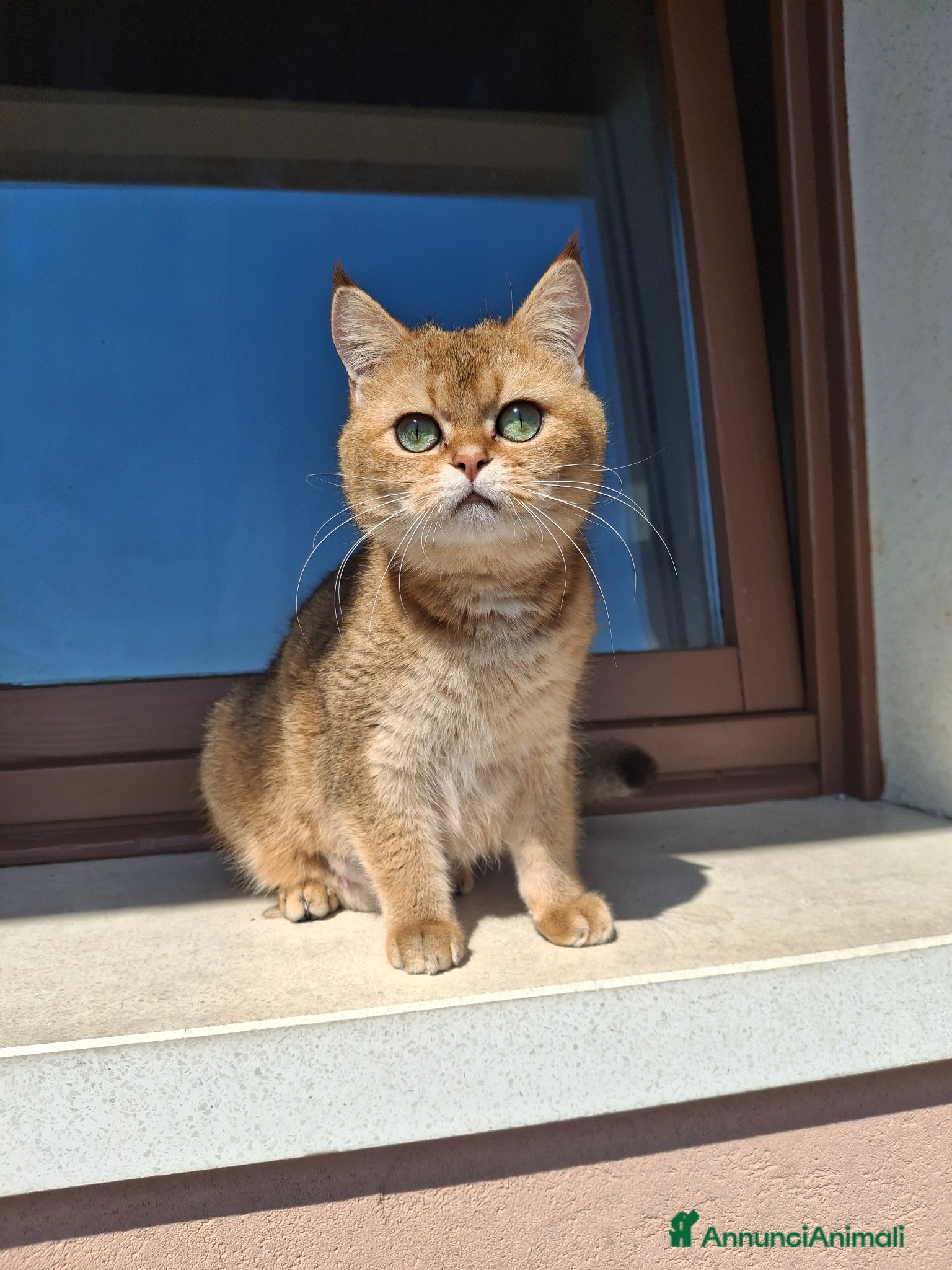 Scottish gatti Gattini Scottish  - Annuncio 1