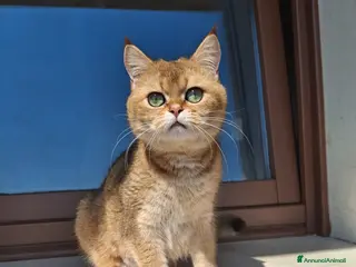 Scottish gatti Gattini Scottish - Annuncio 1