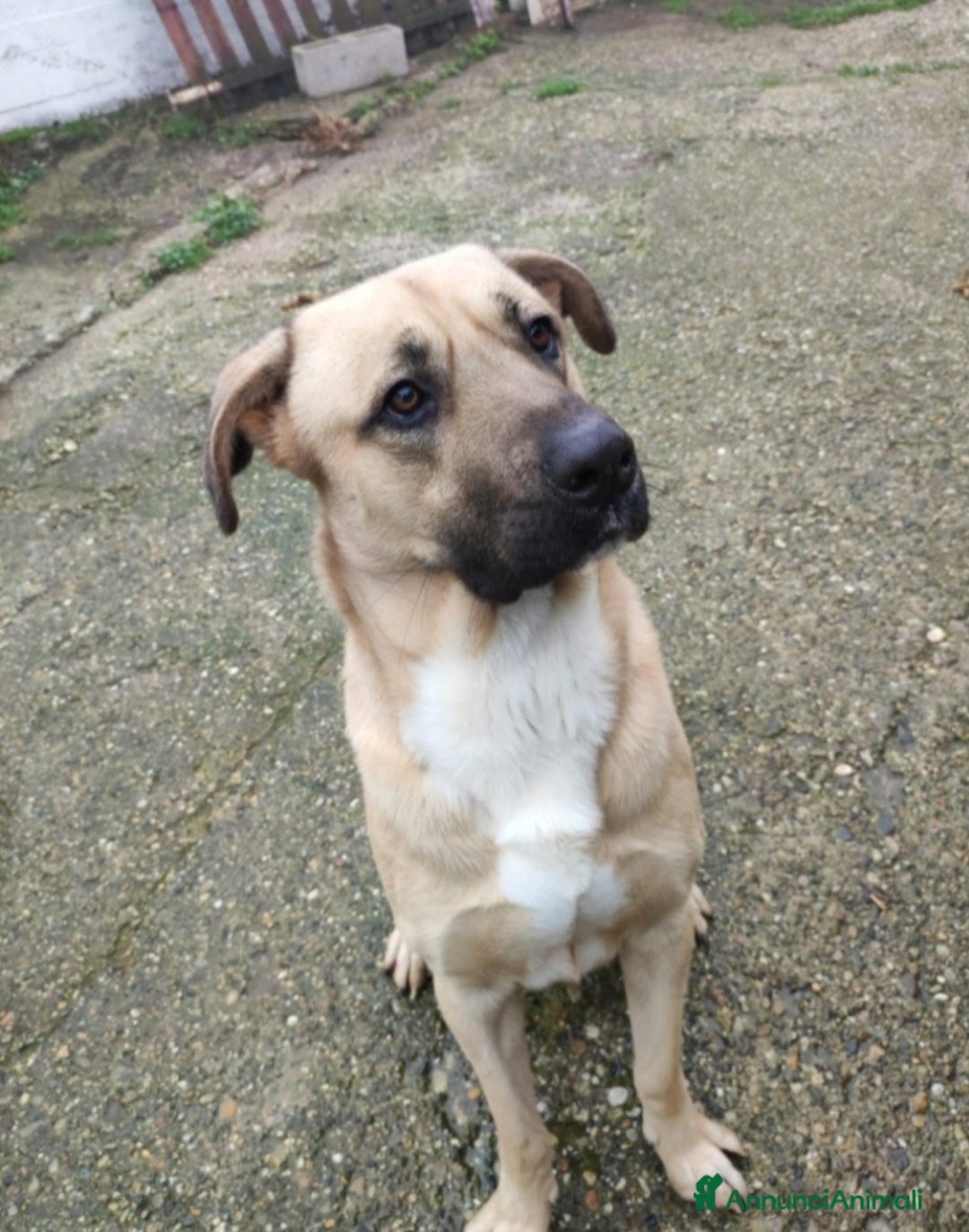 Meticcio cani Cody 4anni salito cucciolo e rifiutato.MILANO SOS - Annuncio 1