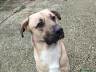 Meticcio cani Cody 4anni salito cucciolo e rifiutato.MILANO SOS - Annuncio 1