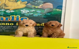 Barboncino cani in vendita: BARBONCINO NANO - Immagine 2