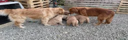 Golden Retriever cani in vendita: Cuccioli Golden retriever americano 100% - Annuncio 7