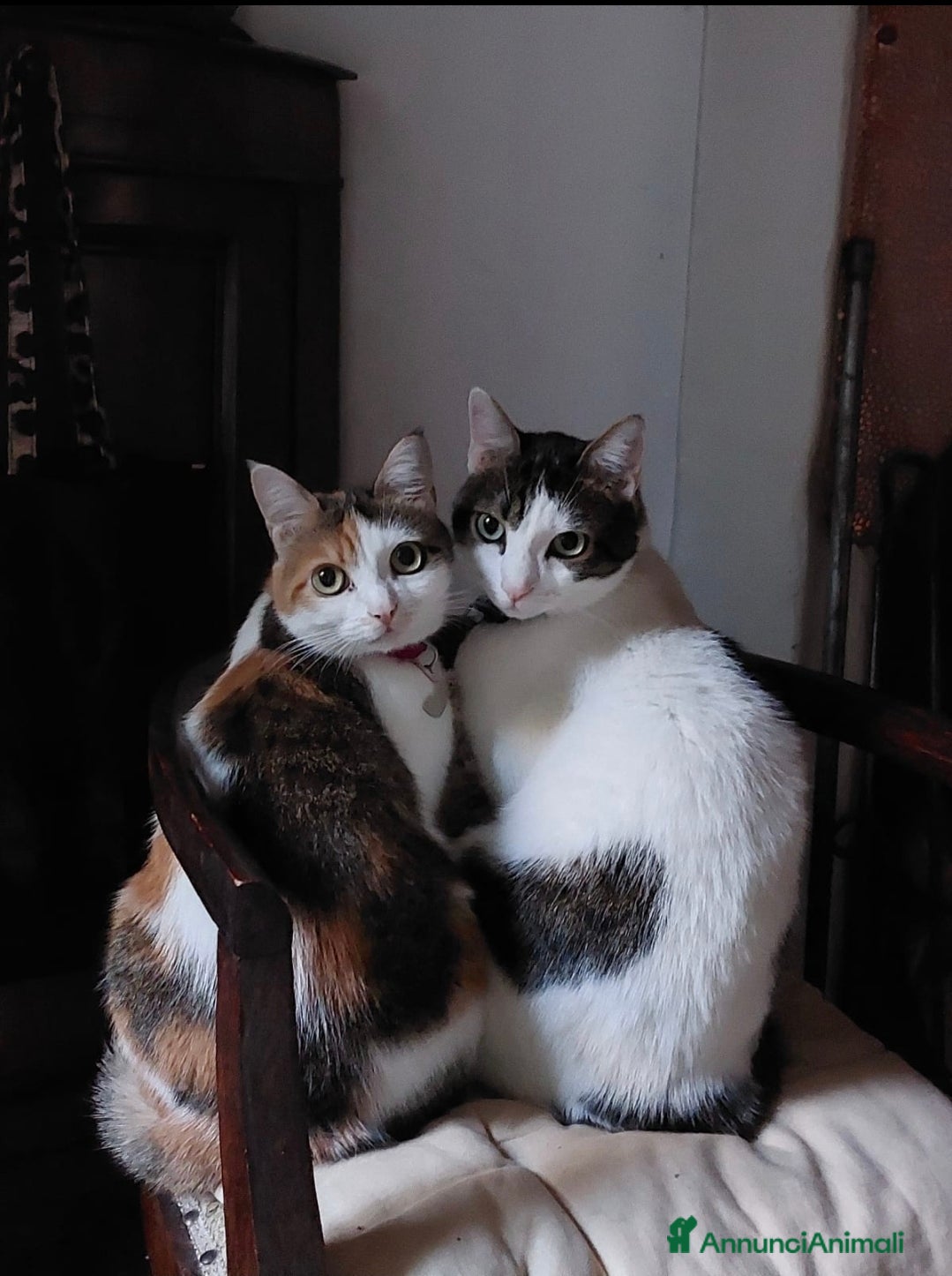 Europeo gatti Dolcissimi fratellini cercano casa - Annuncio 27