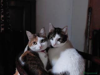 Europeo gatti Dolcissimi fratellini cercano casa - Annuncio 27