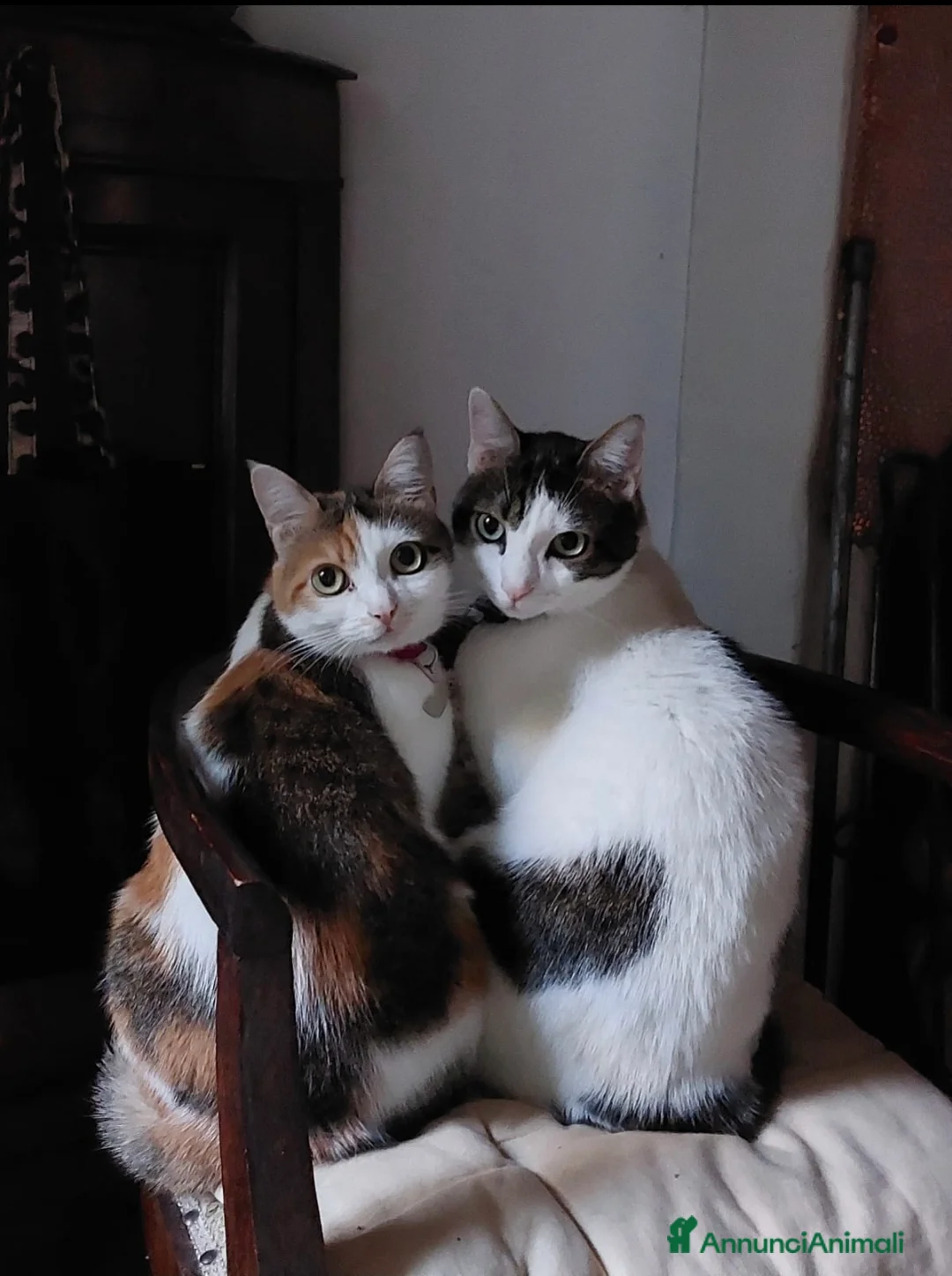 Europeo gatti in regalo: Dolcissimi fratellini cercano casa - Annuncio 1