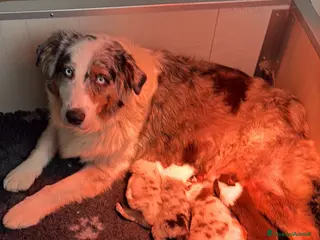 Australian Shepherd cani Backy ultimo maschietto disponibile - Annuncio 1