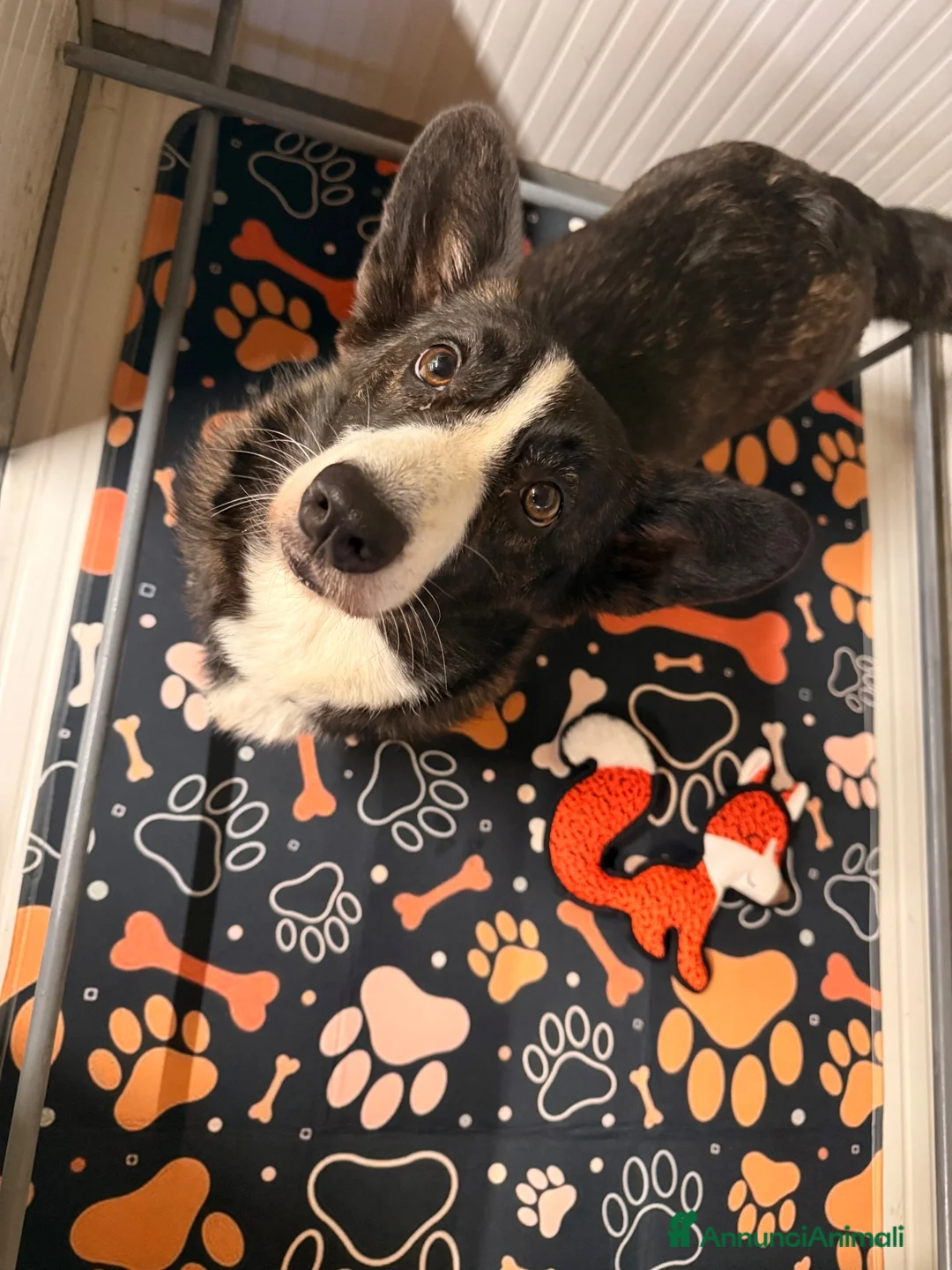 Corgi Cardigan cani in vendita: Cuccioli cardigan corgi - Annuncio 5