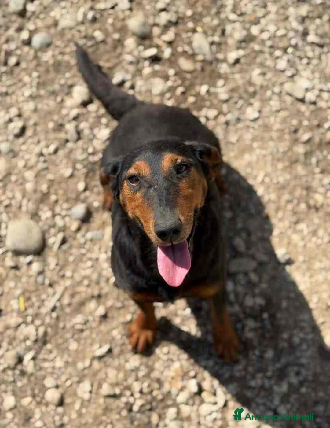 Meticcio cani in regalo: FREJA, la terrier più SIMPATICA del rifugio! - Annuncio 1