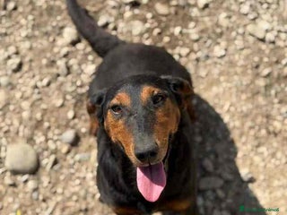 Meticcio cani FREJA, la terrier più SIMPATICA del rifugio! - Annuncio 38