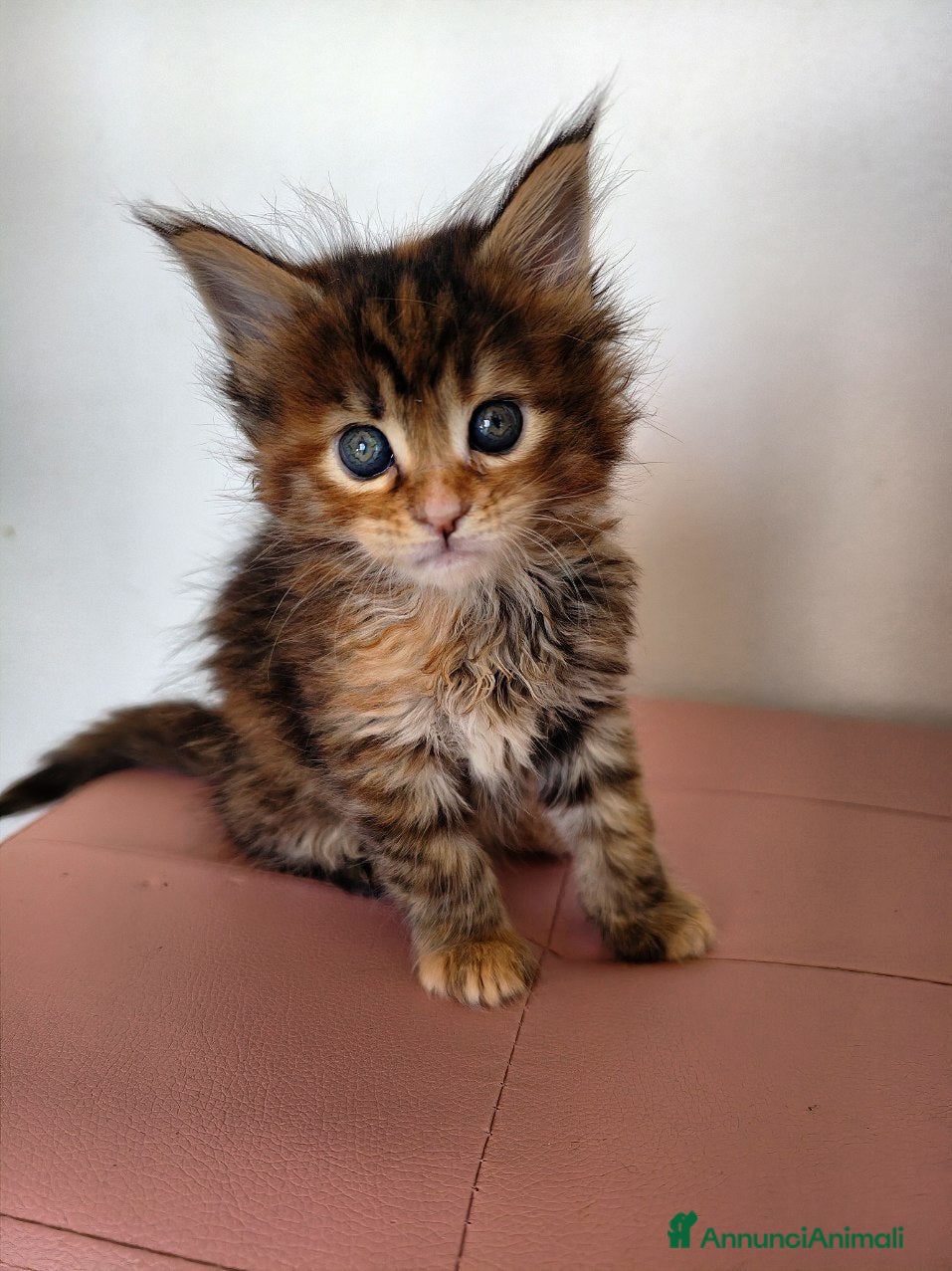 Maine Coon gatti Cucciola tortie Maine coon  - Annuncio 15