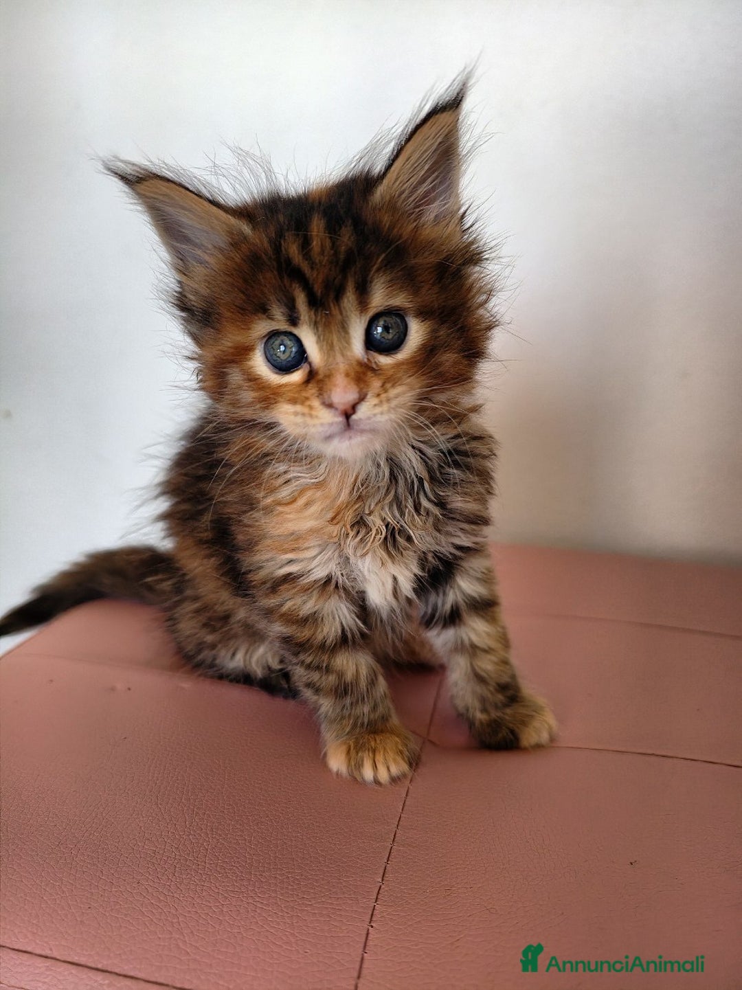 Maine Coon gatti in vendita: Cucciola tortie Maine coon  - Annuncio 1