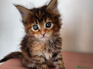 Maine Coon gatti Cucciola tortie Maine coon - Annuncio 4