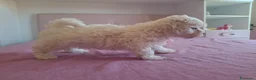 Maltipoo cani in vendita: Dolcissima cucciola di Maltipoo - Annuncio 3