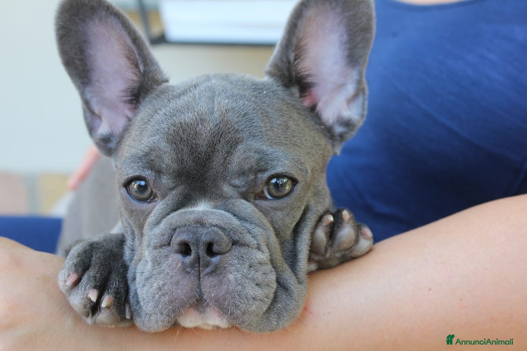 Meticcio cani in vendita: Cuccioli FRUG - Annuncio 3