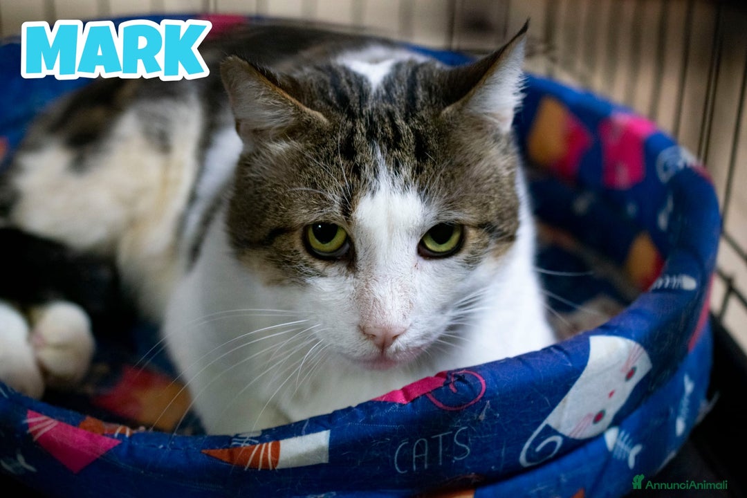 Europeo gatti in regalo: MARK micio di 2 anni - Annuncio 2