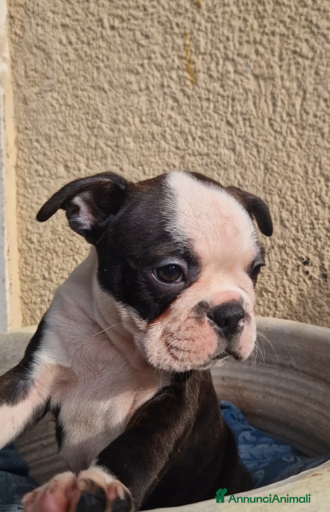 Boston Terrier cani in vendita: Cuccioli Boston Terrier - Annuncio 6