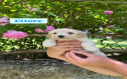 Meticcio cani in vendita: Cuccioli maltipoo a Provincia di Modena - Immagine 2