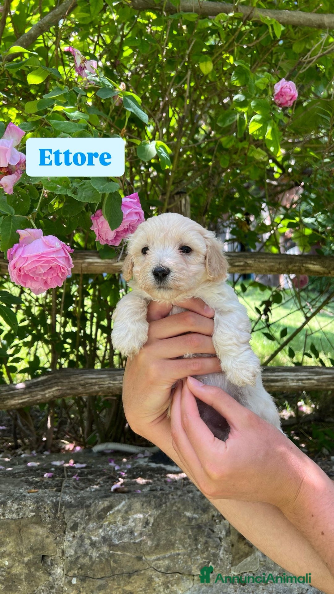 Meticcio cani in vendita: Cuccioli maltipoo a Provincia di Modena - Immagine 2