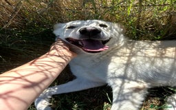 Meticcio cani in regalo: Mafalda, meravigliosa mini labradorina a Provincia di Latina - Immagine 3