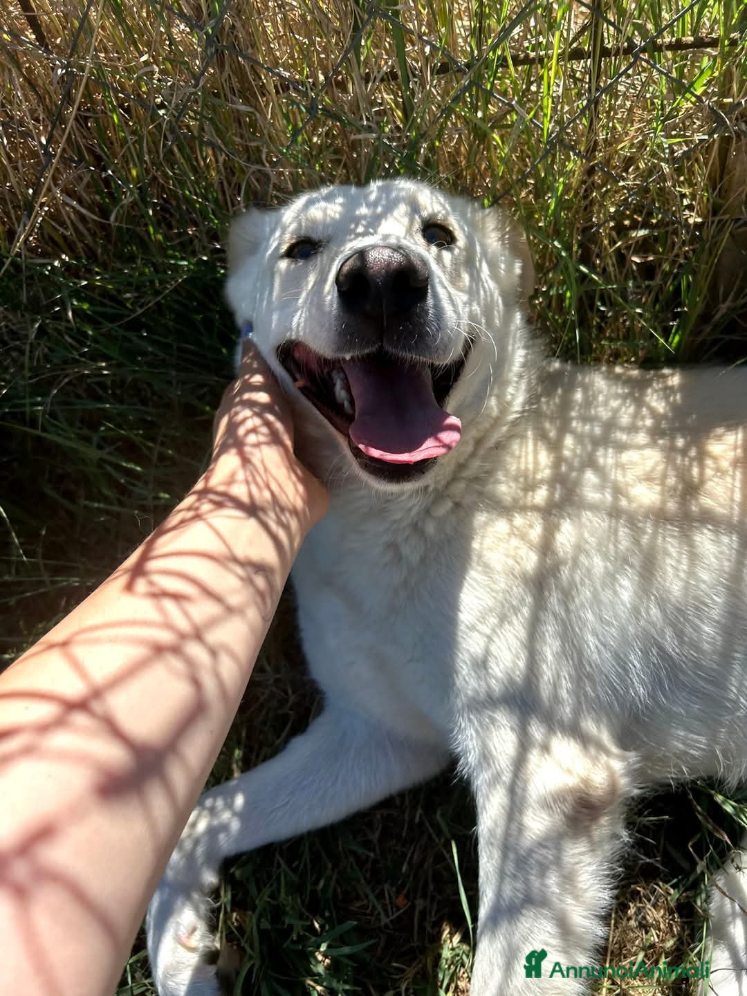 Meticcio cani in regalo: Mafalda, meravigliosa mini labradorina a Provincia di Latina - Immagine 3