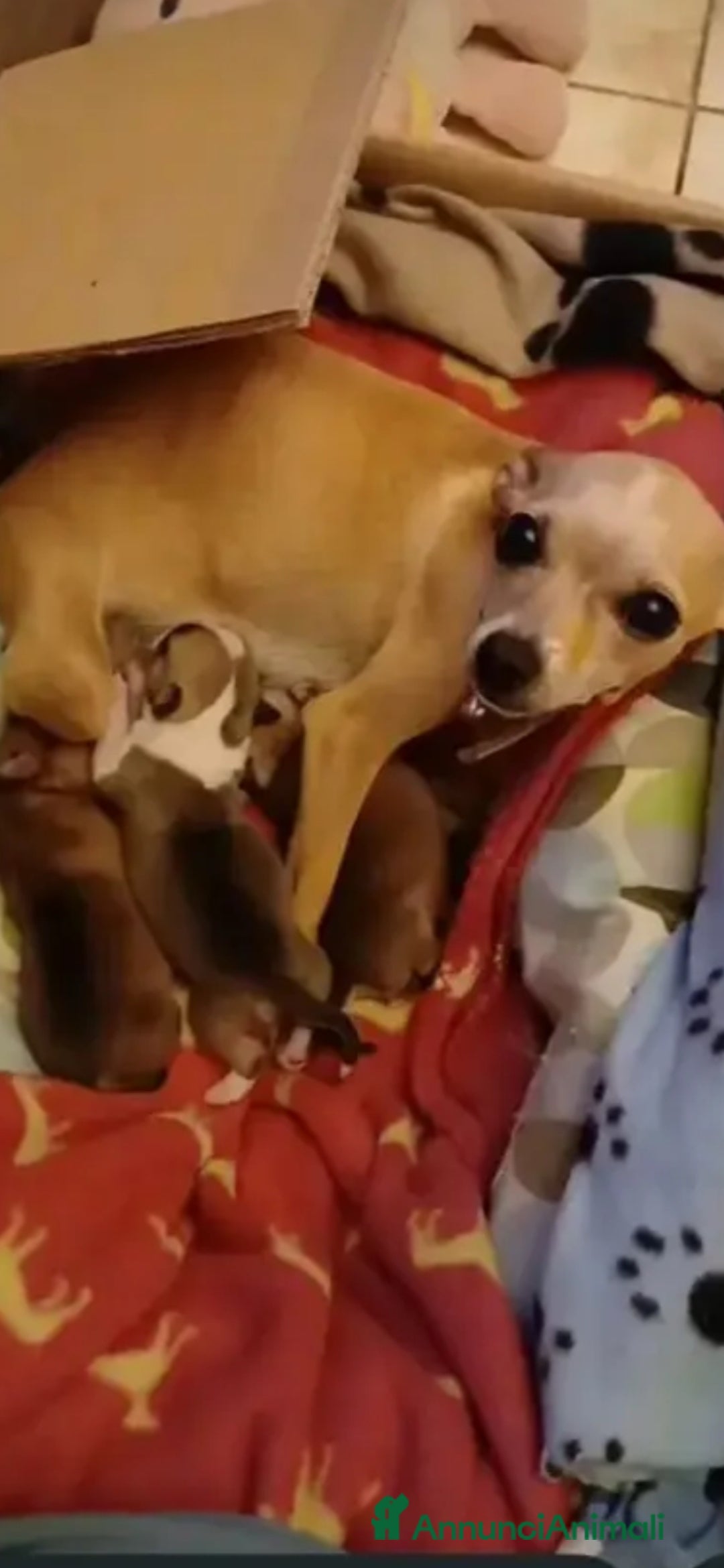 Chihuahua cani in vendita: Chihuahua cucciolini  bellissimi - Annuncio 14