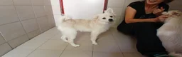 Meticcio cani in regalo: IL DOLCE BISCOTTO HA BISOGNO DI UNA MAMMA - Annuncio 4