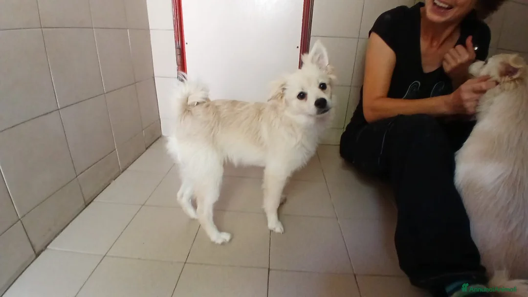 Meticcio cani in regalo: IL DOLCE BISCOTTO HA BISOGNO DI UNA MAMMA - Annuncio 4