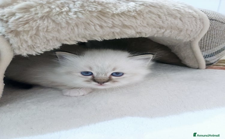 Sacro di Birmania gatti - Annuncio 1