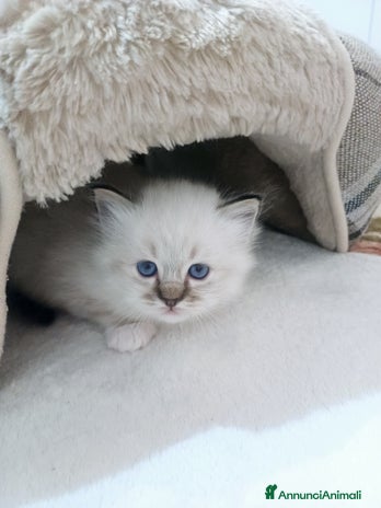 Sacro di Birmania gatti - Annuncio 1