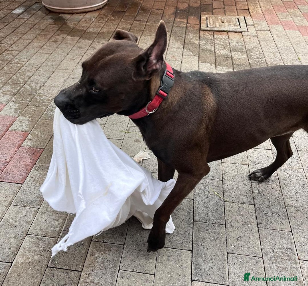 Meticcio cani in regalo: NIGEL PIT - Annuncio 4