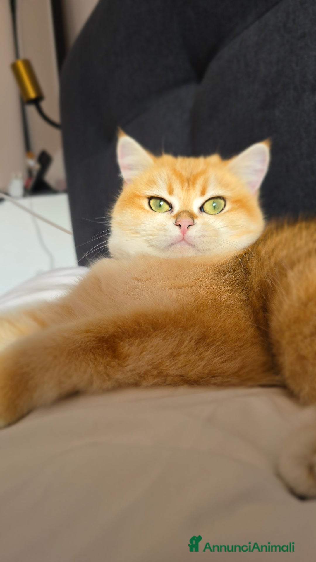 British gatti in vendita: Cuccioli british shorthair  - Annuncio 9