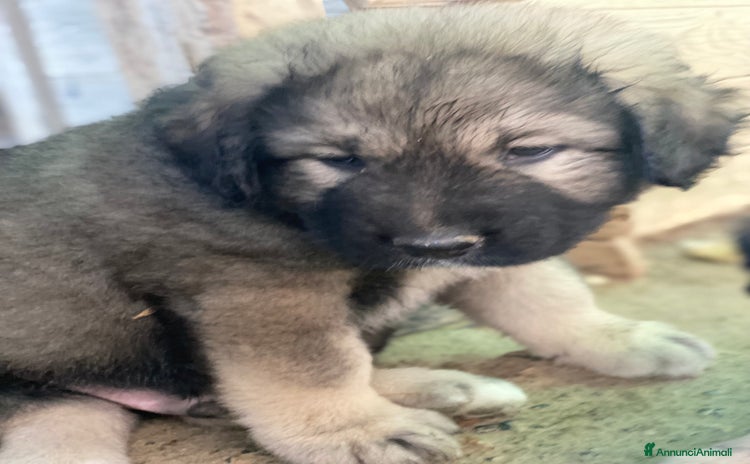 Pastore del Caucaso cani a Provincia di Savona - Annuncio 1