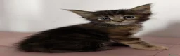Maine Coon gatti in vendita: Tenera cucciola Maine Coon  - Annuncio 3