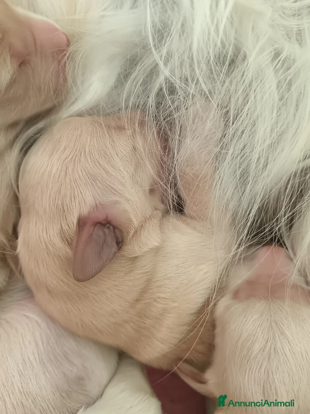 Golden Retriever cani in vendita: Stupendi cuccioli Golden Retriever  - Annuncio 4