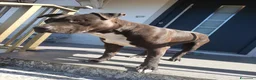 American Staffordshire cani in regalo: Regalo Amstaff Maschio 2 anni  - Annuncio 6