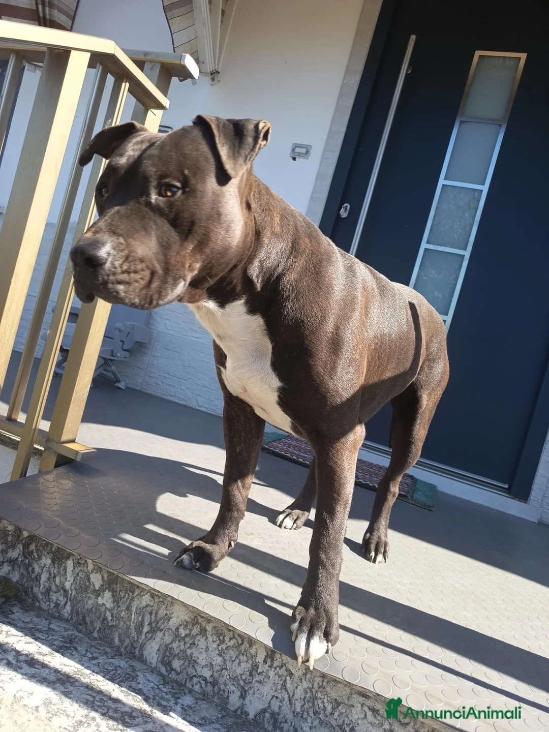 American Staffordshire cani in regalo: Regalo Amstaff Maschio 2 anni  - Annuncio 6