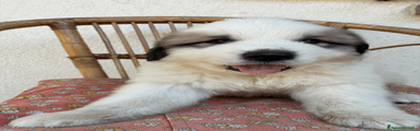 Cane da Montagna dei Pirenei 6