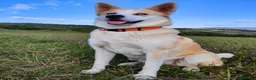 Meticcio cani in regalo: Cuccioli figli di Husky e Akita - Annuncio 5