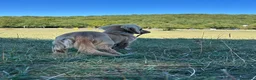 Bassotto Nano cani per accoppiamento: Monta - Bassotto crema pelo lungo  - Annuncio 4