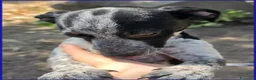 Meticcio cani in regalo: COPIA DOLCE CUCCIOLOTTA 6 MESI ASPETTA UNA MAMMA U - Annuncio 2