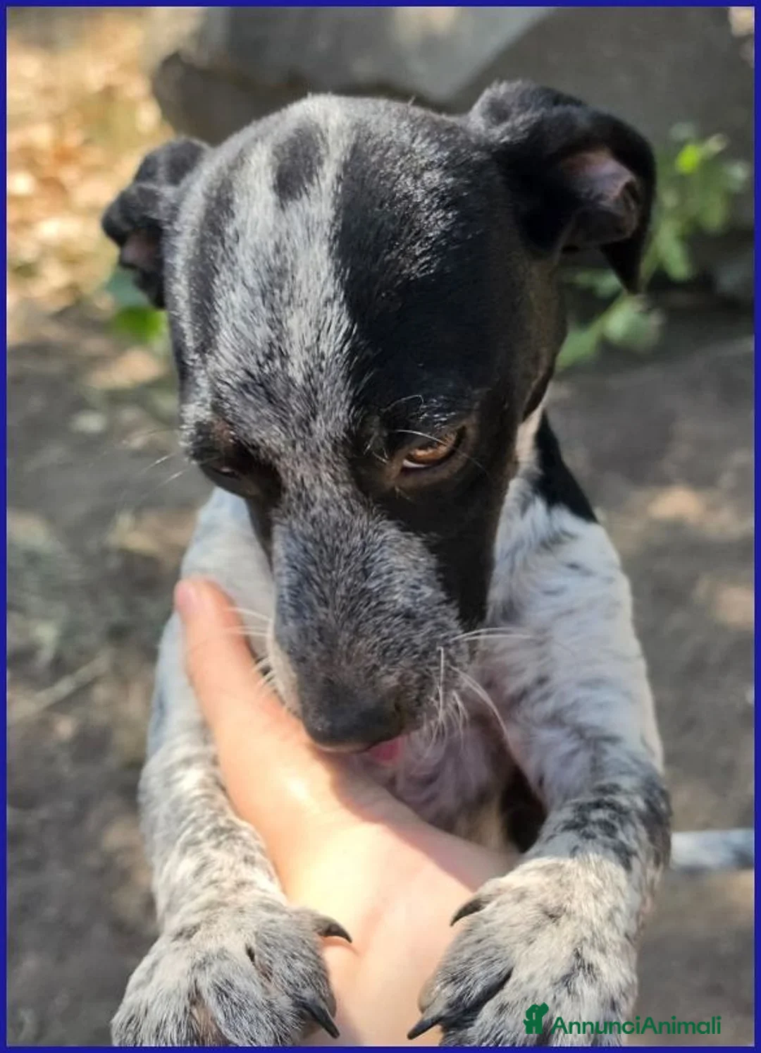 Meticcio cani in regalo: COPIA DOLCE CUCCIOLOTTA 6 MESI ASPETTA UNA MAMMA U - Annuncio 2
