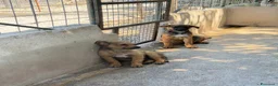 Meticcio cani in regalo: Roses a Provincia di Mantova - Annuncio 2