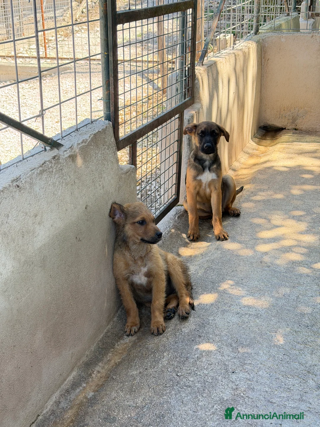 Meticcio cani in regalo: Roses a Provincia di Mantova - Annuncio 2