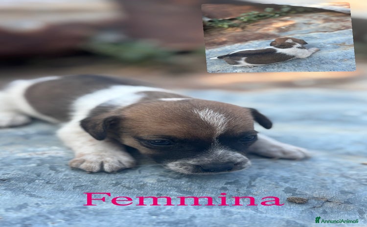 Jack Russell cani a Provincia di Crotone - Annuncio 1