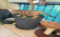 Bengala gatti in vendita: Maschietto & Feminuccia 🥰 - Annuncio 11