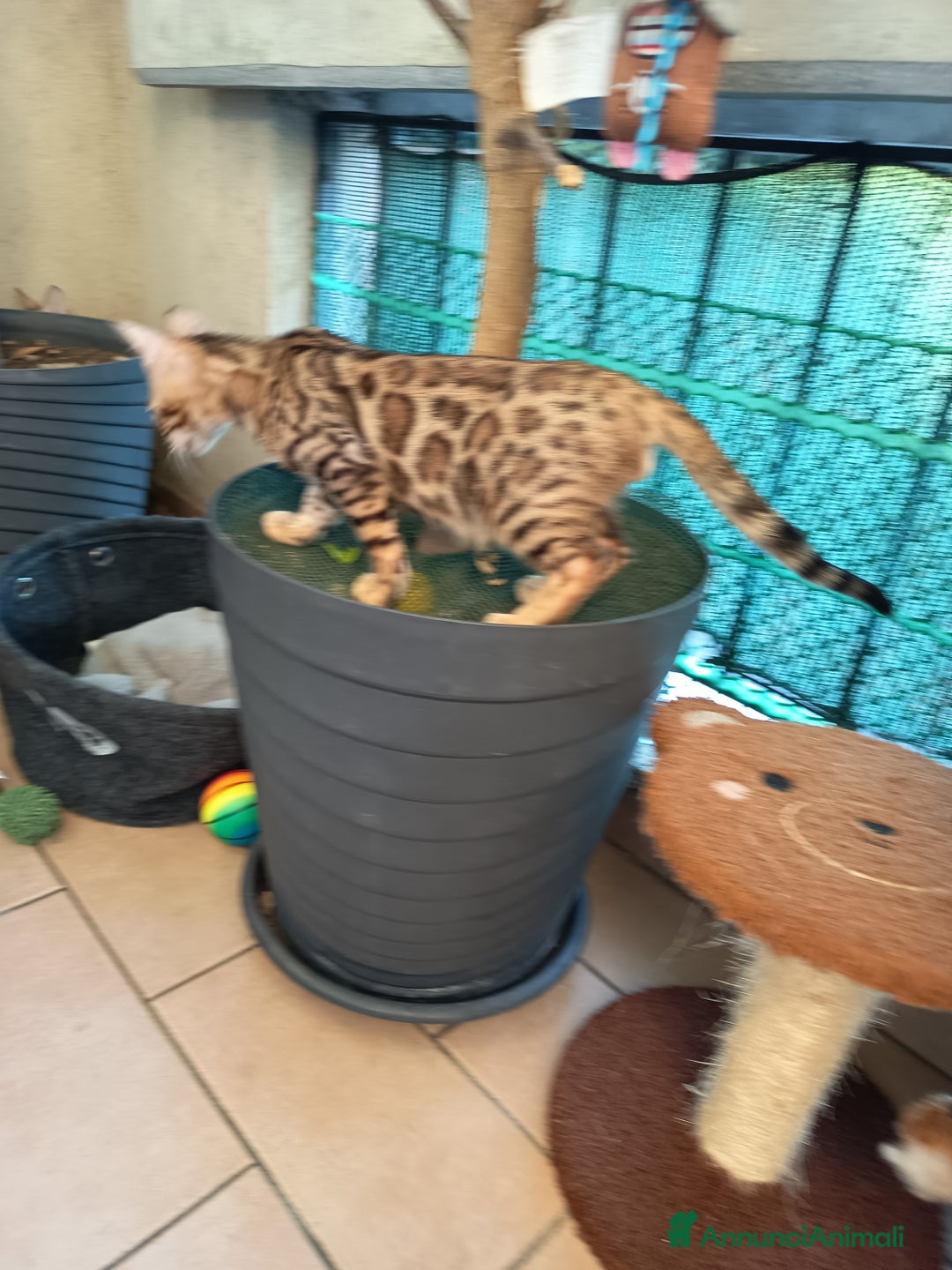 Bengala gatti in vendita: Maschietto & Feminuccia 🥰 - Annuncio 11