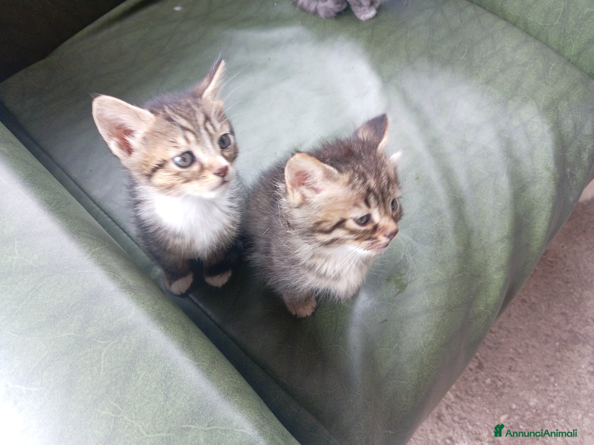 Meticcio gatti Regalo gattino - Annuncio 2