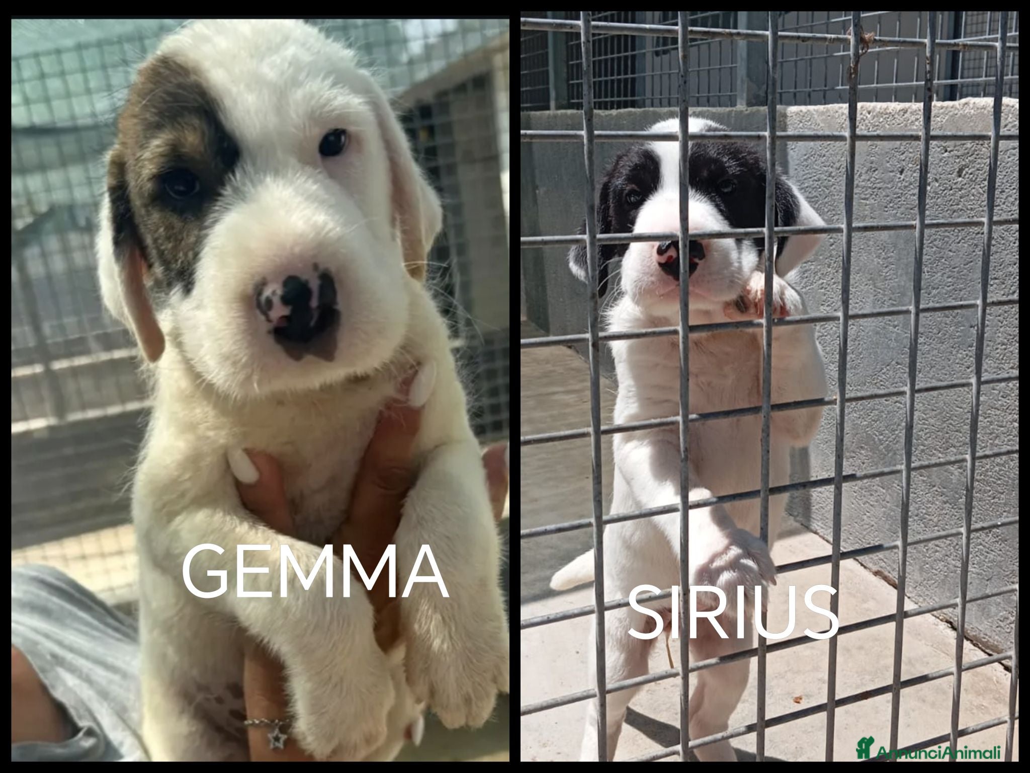 Meticcio cani Due cuccioli mix sharpei!  - Annuncio 3